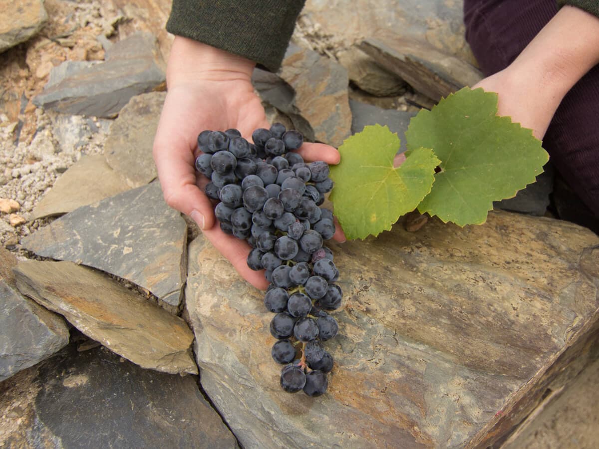 Cover Image for 5 Dry Portuguese Wines That Will Knock Your Socks Off