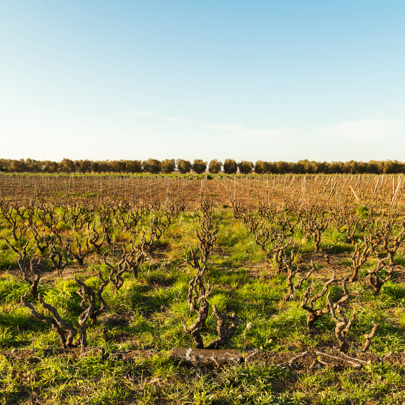 Puglia wine country vineyards by Giorgio Guerrieri