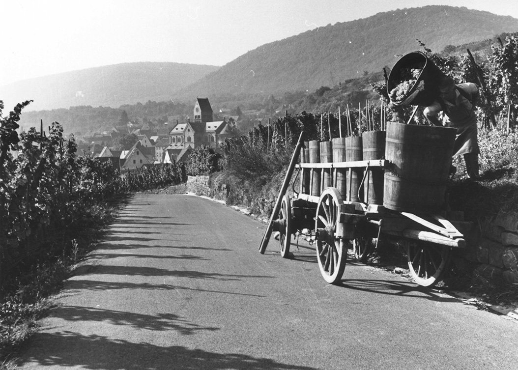 1960s-Vendanges-archives-VinsAlsace_P_BOUARD