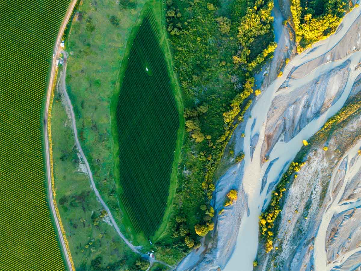 Bird's eye view of Seddon Pinot Noir Vineyard