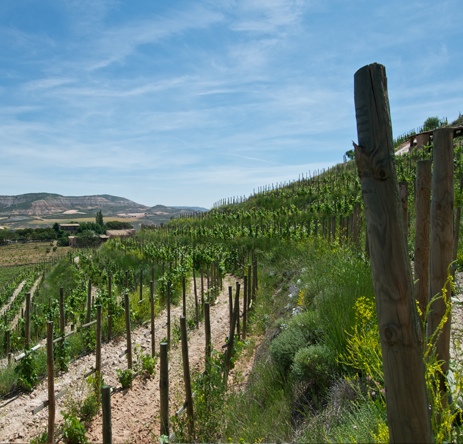 Pago Calzadilla located within the Uclés DO