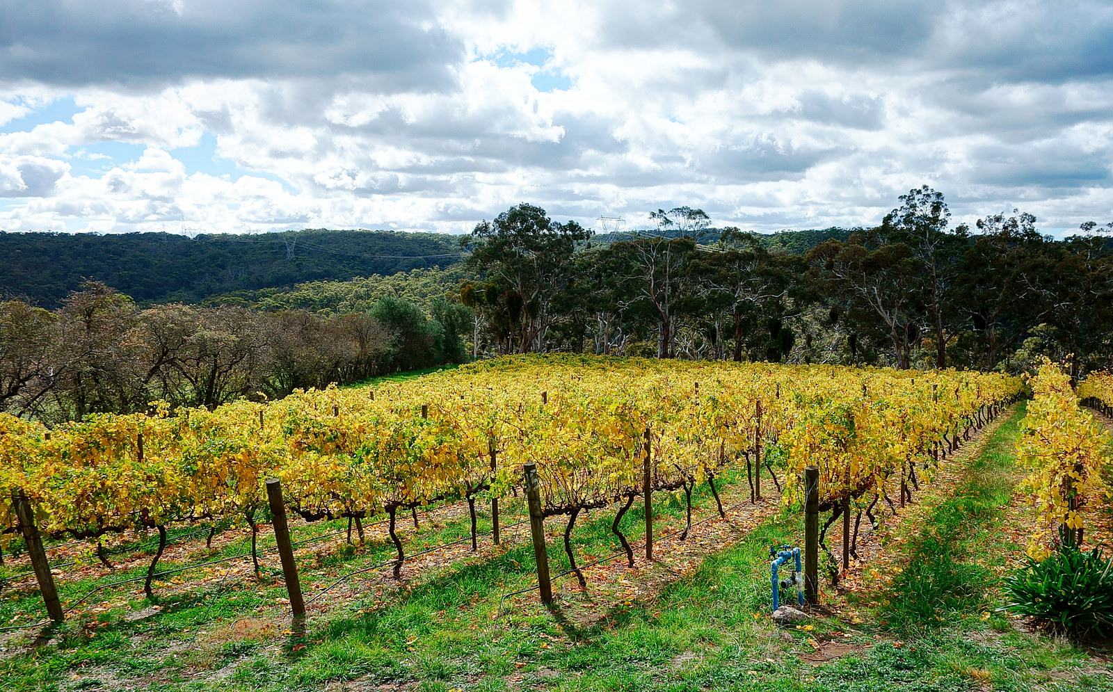 adelaide-hills-australia-vineyard-stebbing