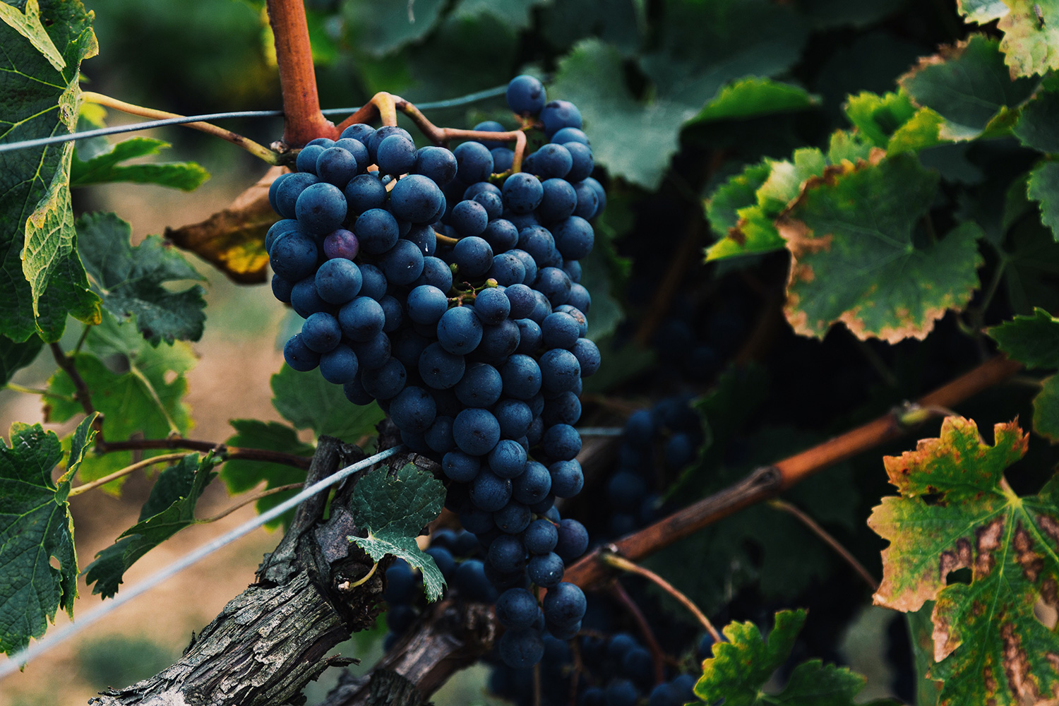 Ripe Cabernet grapes in Nouvelle-Aquitaine, France. by Alasdair Elmes