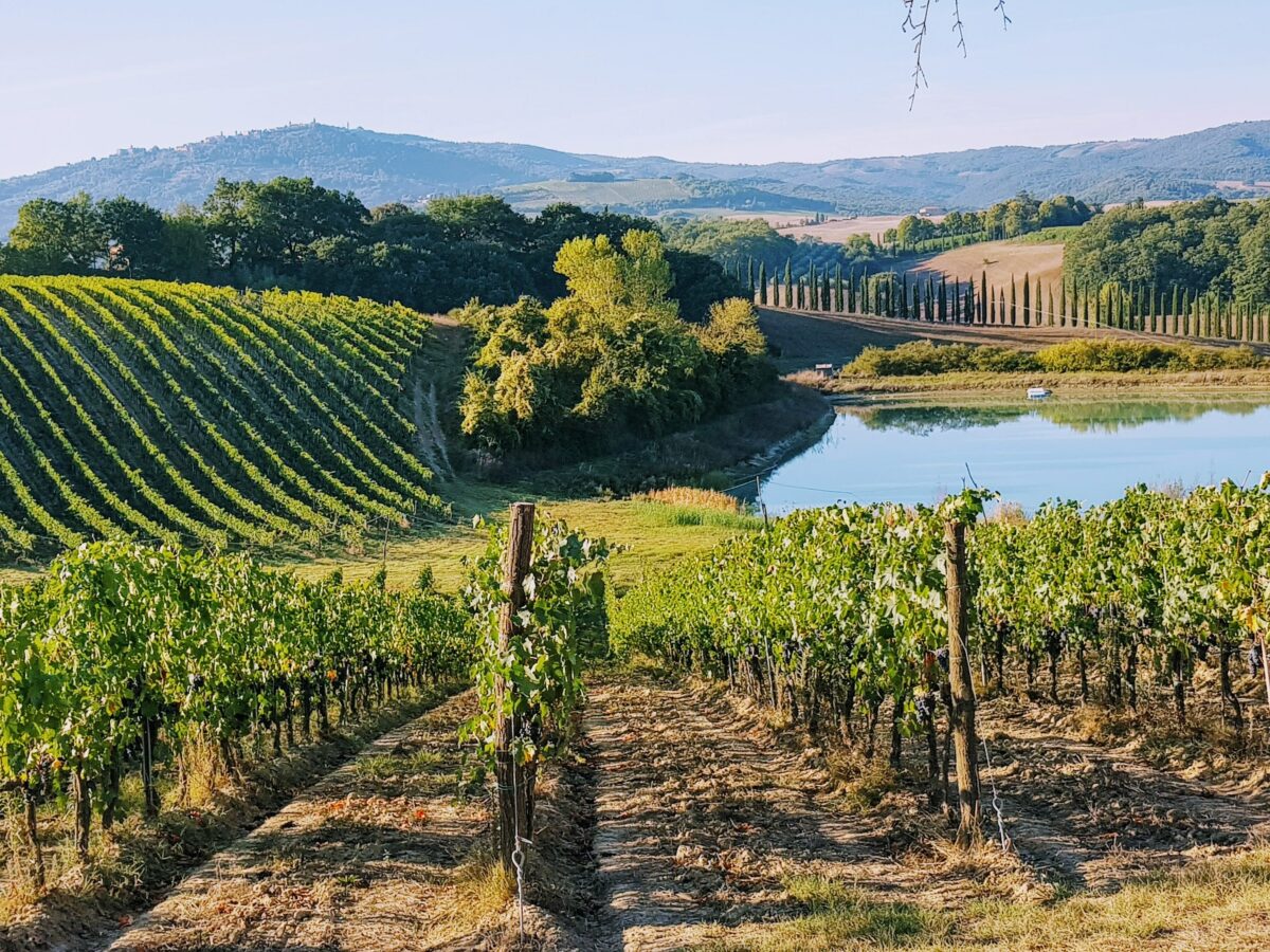 Picture of rolling hills and vineyards at sunset in tuscany