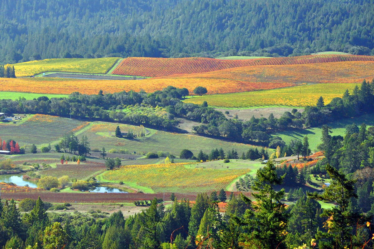 Vineyards in autumn at the Anderson Valley in California.