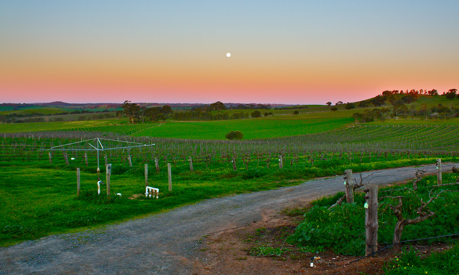 Barossa-Valley-Vineyards-kyle-taylor