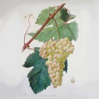 chasselas wine grape of Savoie