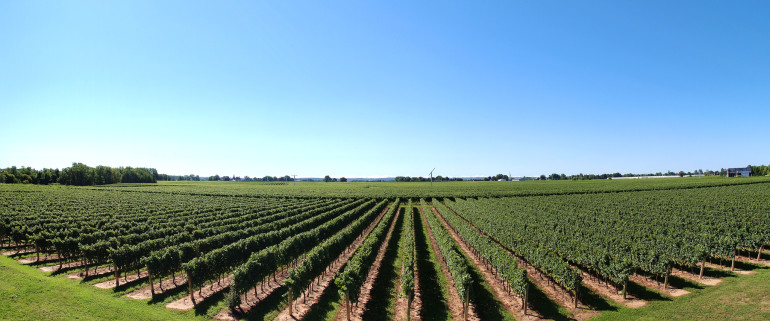 Fabio-Neves-Lake-Erie-Vineyards-in-New-York