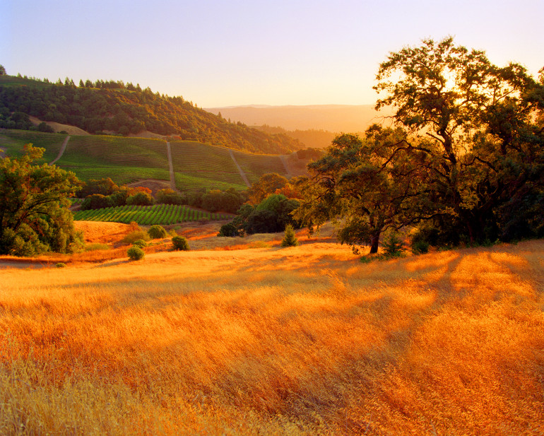 Sonoma County Wine Vineyards