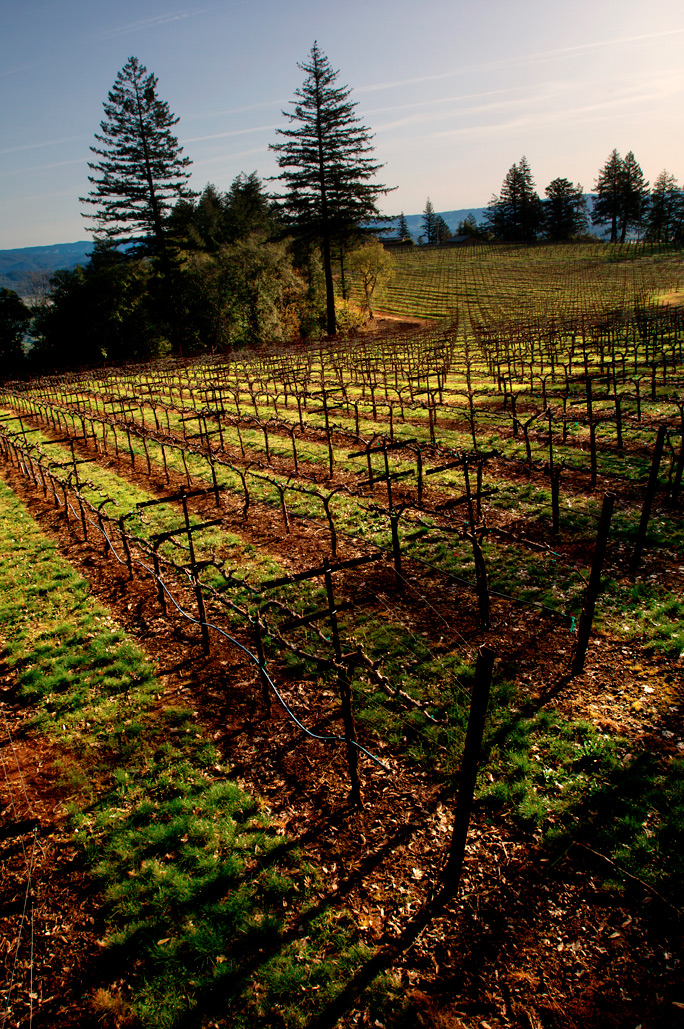 Howell Mountain Vineyards View Lamborn Napa