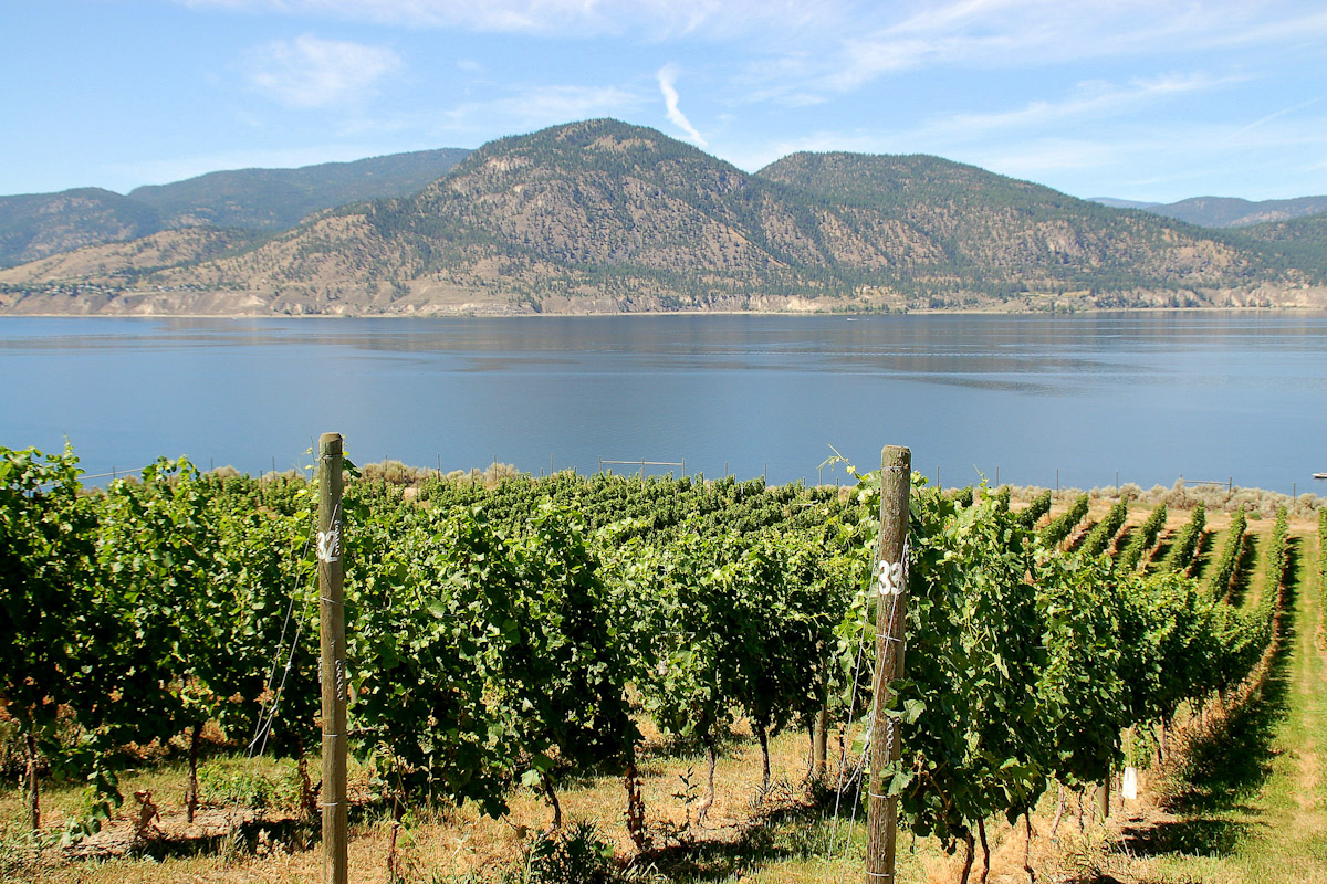 Vineyards near Okanagan Lake.