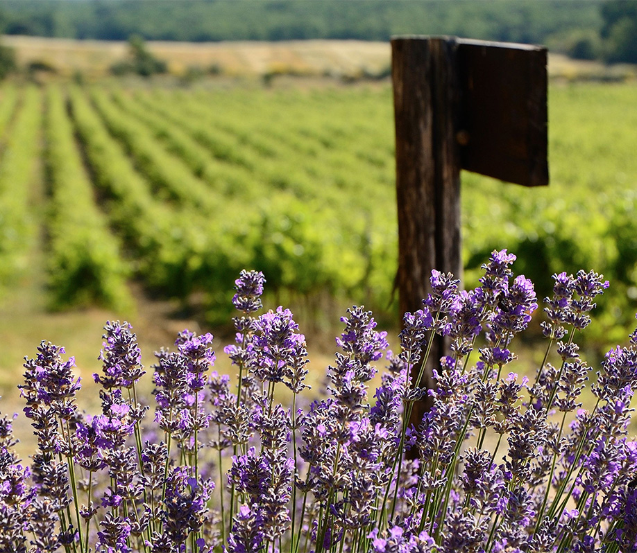 Lavender and Vineyards in Provence Wine Region