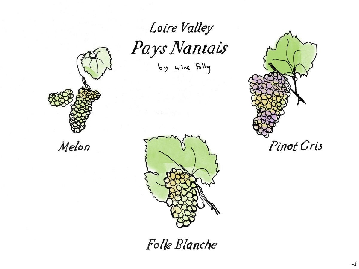 Lower Lower Pays Nantais Wine Grapes by Wine Folly