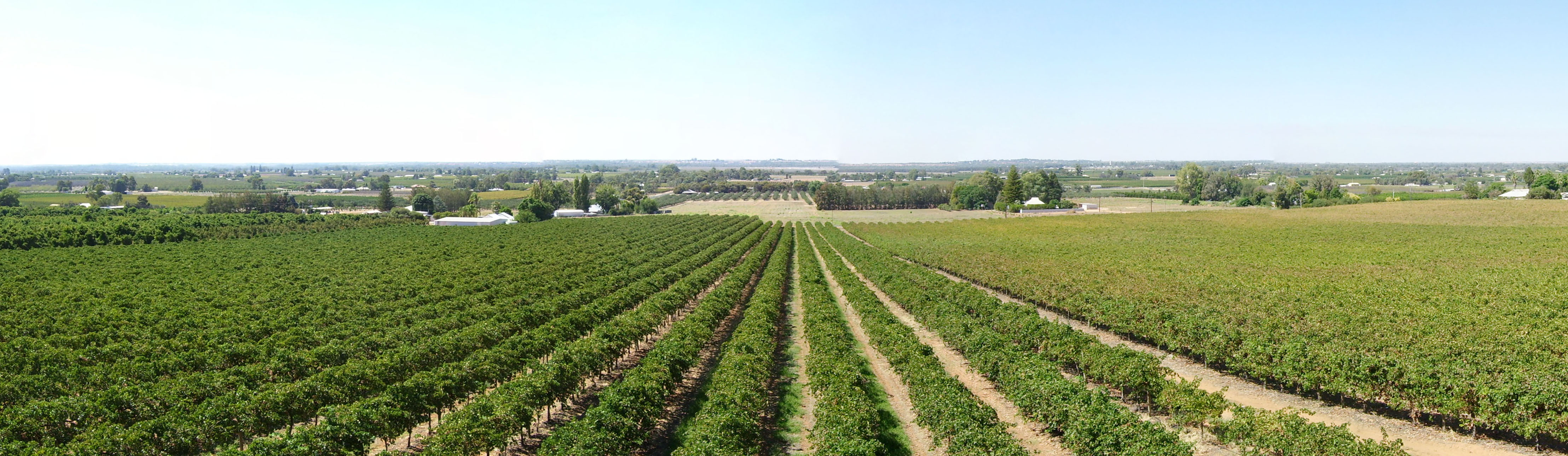 lower-murray-riverland-south-australia0-vineyards-public-domain