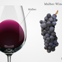 Malbec wine in a glass with grapes