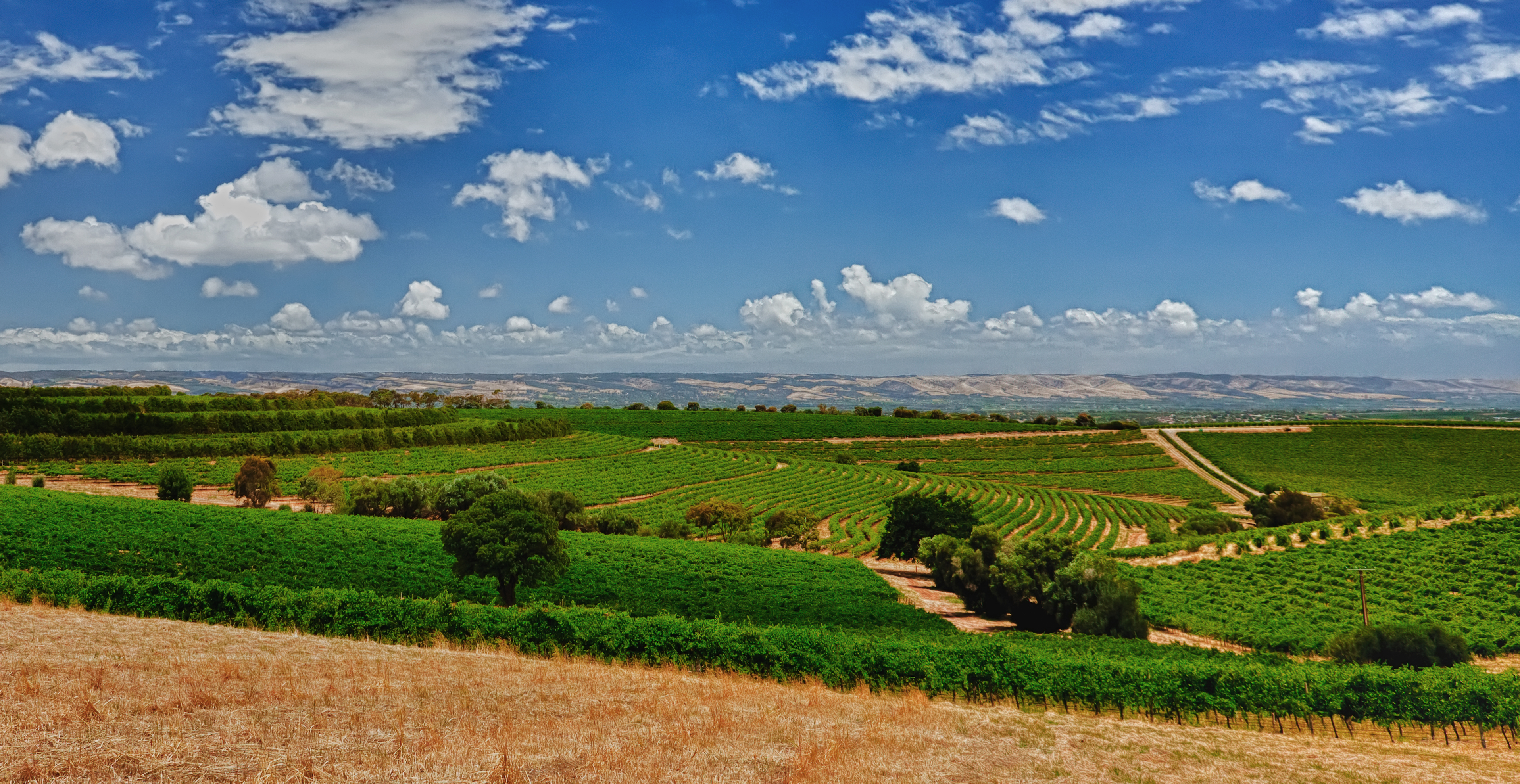 McLaren-Vale-South-Australia-Vineyards-James-Yu