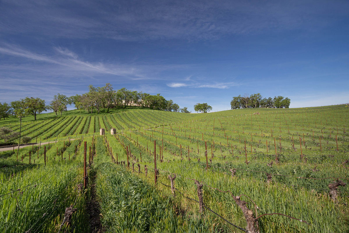 Paso-Robles-Vineyards-Justin-Brian