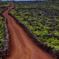 pico island vineyards portugal 