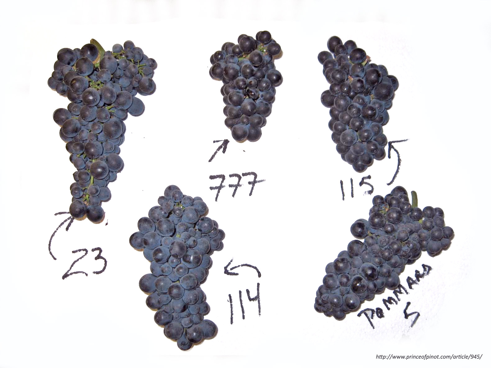 Different Pinot Noir Clones by princeofpinot