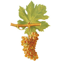 Roussanne Wine Grape of the Rhone Valley