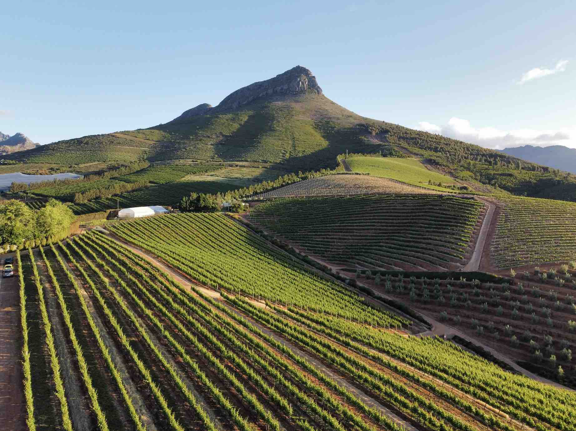 Picture of a green mountain with rows of vines in the fore ground at sunset