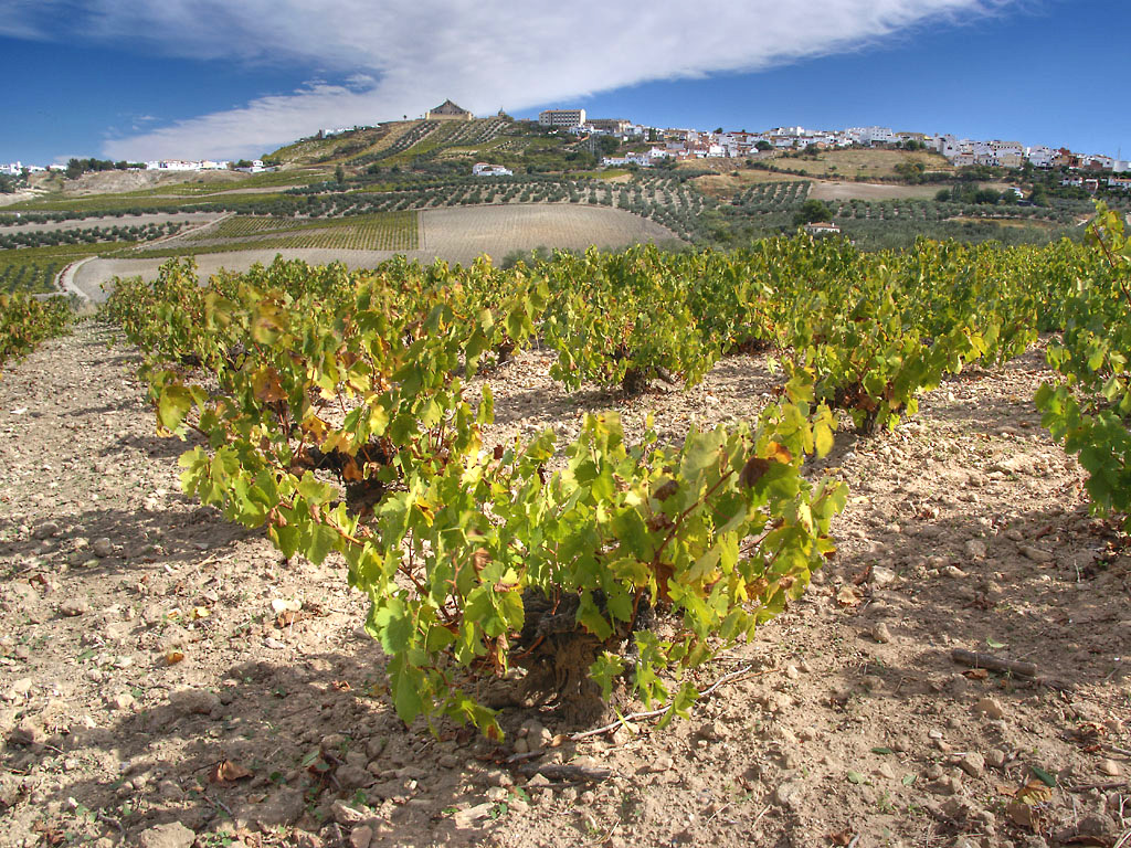 special albariza soil Andalucia Sherry Vineyards Spain Chris Juden