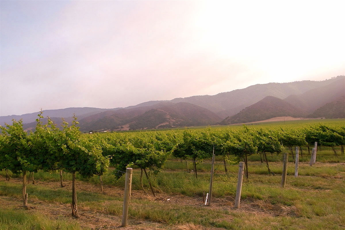 Vineyards at the Sta Lucia Highlands.