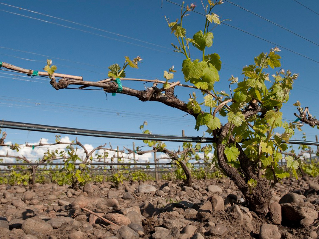 the-rocks-wine-vineyard-area-washington-walla-walla