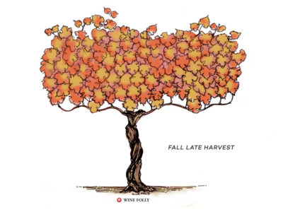 vine-lifecycle-fall-late-harvest