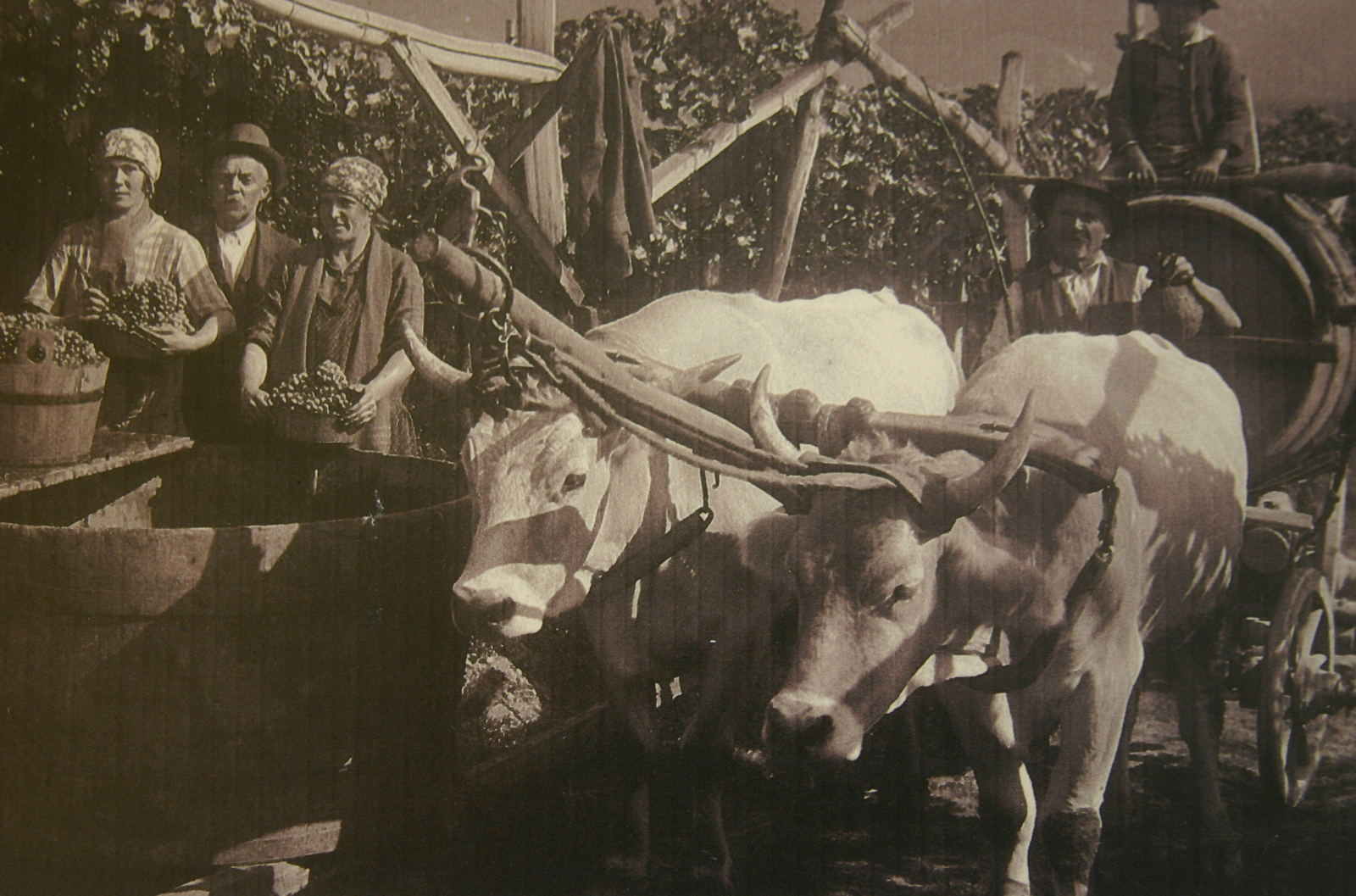 Vintage Wine Region Photo of Alto Adige