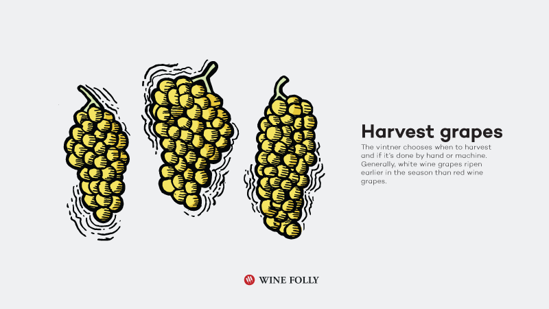 How-White-Wine-Is-Made-harvest-grapes