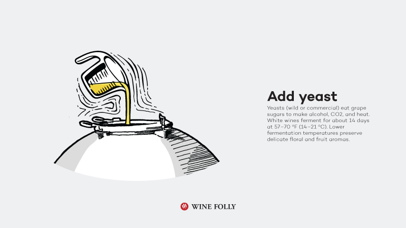 How-White-Wine-Is-Made-yeast