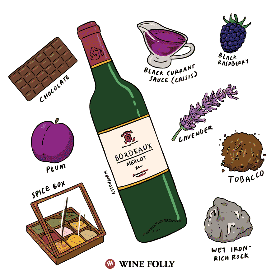 winefolly-illustrations-merlot-bordeaux